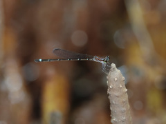 Mortonagrion arthuri