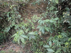 Costus dubius