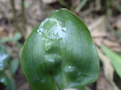 Costus dubius
