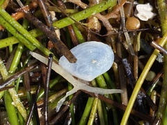 Cumingia