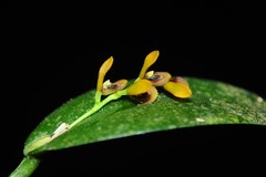 Acianthera exarticulata