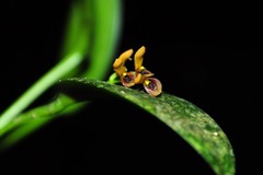 Acianthera exarticulata