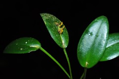 Acianthera exarticulata