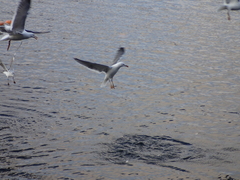 Larus fuscus