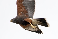 Parabuteo unicinctus