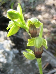 Ophrys fusca funerea