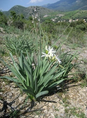 Pancratium illyricum