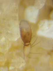 Clubiona meraukensis