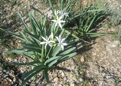 Pancratium illyricum