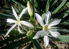 Pancratium illyricum