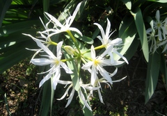 Pancratium illyricum