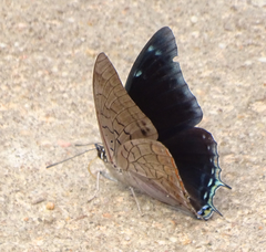 Charaxes brainei