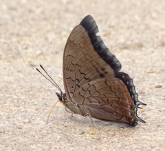 Charaxes brainei