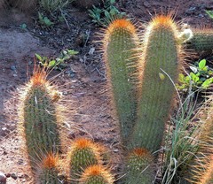 Trichocereus strigosus