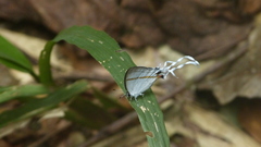 Hypolycaena erylus