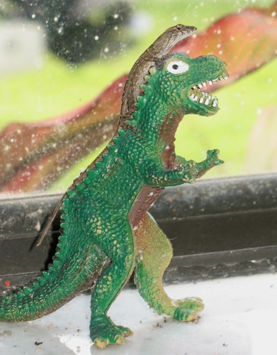 Brown Anole, Port Charlotte, FL, USA, photo 10 of 10