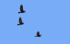 Corvus corax tingitanus