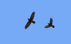 Corvus corax tingitanus