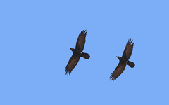 Corvus corax tingitanus