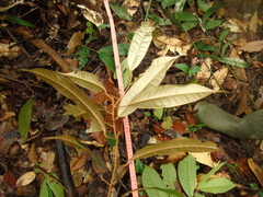 Durio lanceolatus