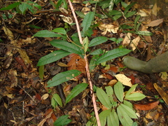 Durio lanceolatus