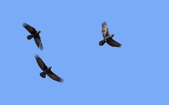 Corvus corax tingitanus