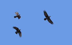 Corvus corax tingitanus