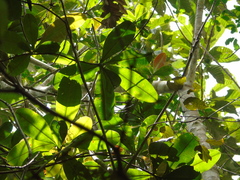 Whiteodendron
