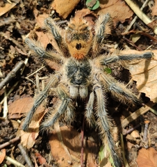 Phrixotrichus vulpinus