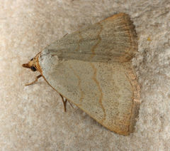 Oxycilla tripla