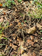 Phrixotrichus vulpinus