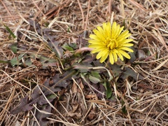 Taraxacum mongolicum