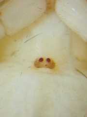 Viciria pavesii