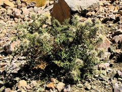 Echinops macrochaetus