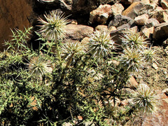Echinops macrochaetus