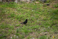 Turdus merula