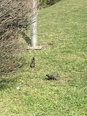 Sturnus vulgaris