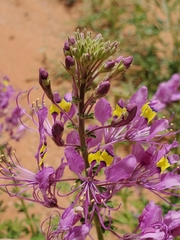 Cleome elegantissima