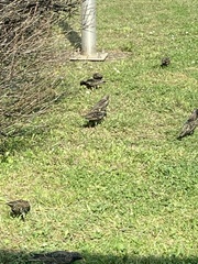 Sturnus vulgaris