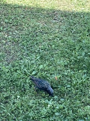 Sturnus vulgaris