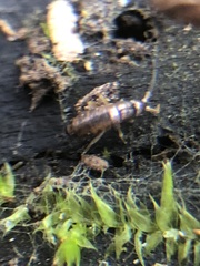 Collembola