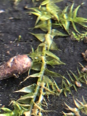 Bryophyta
