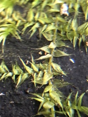 Bryophyta