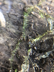 Bryophyta
