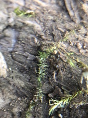 Bryophyta