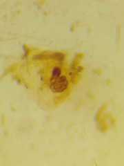 Viciria pavesii