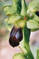 Ophrys fusca funerea