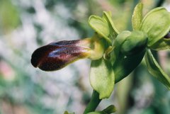 Ophrys fusca funerea