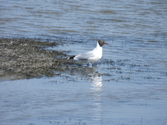 Chroicocephalus ridibundus