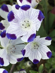 Nemophila maculata